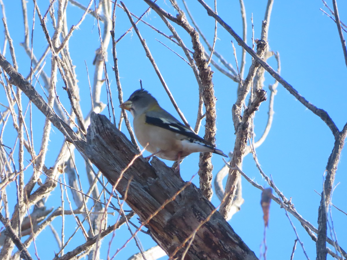 Evening Grosbeak - ML645655803