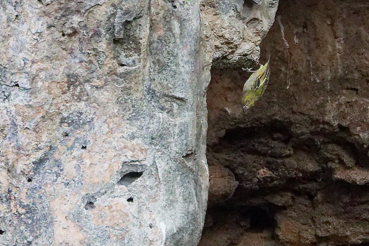 Ткачик рудощокий - ML645655810