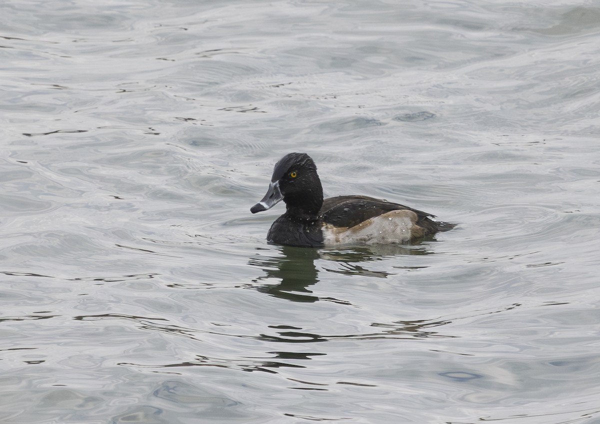 Ring-necked Duck - ML645655811