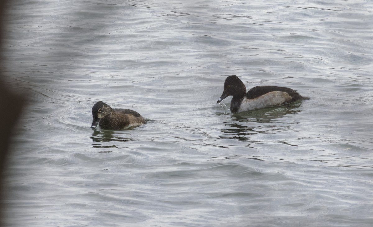 Ring-necked Duck - ML645655812