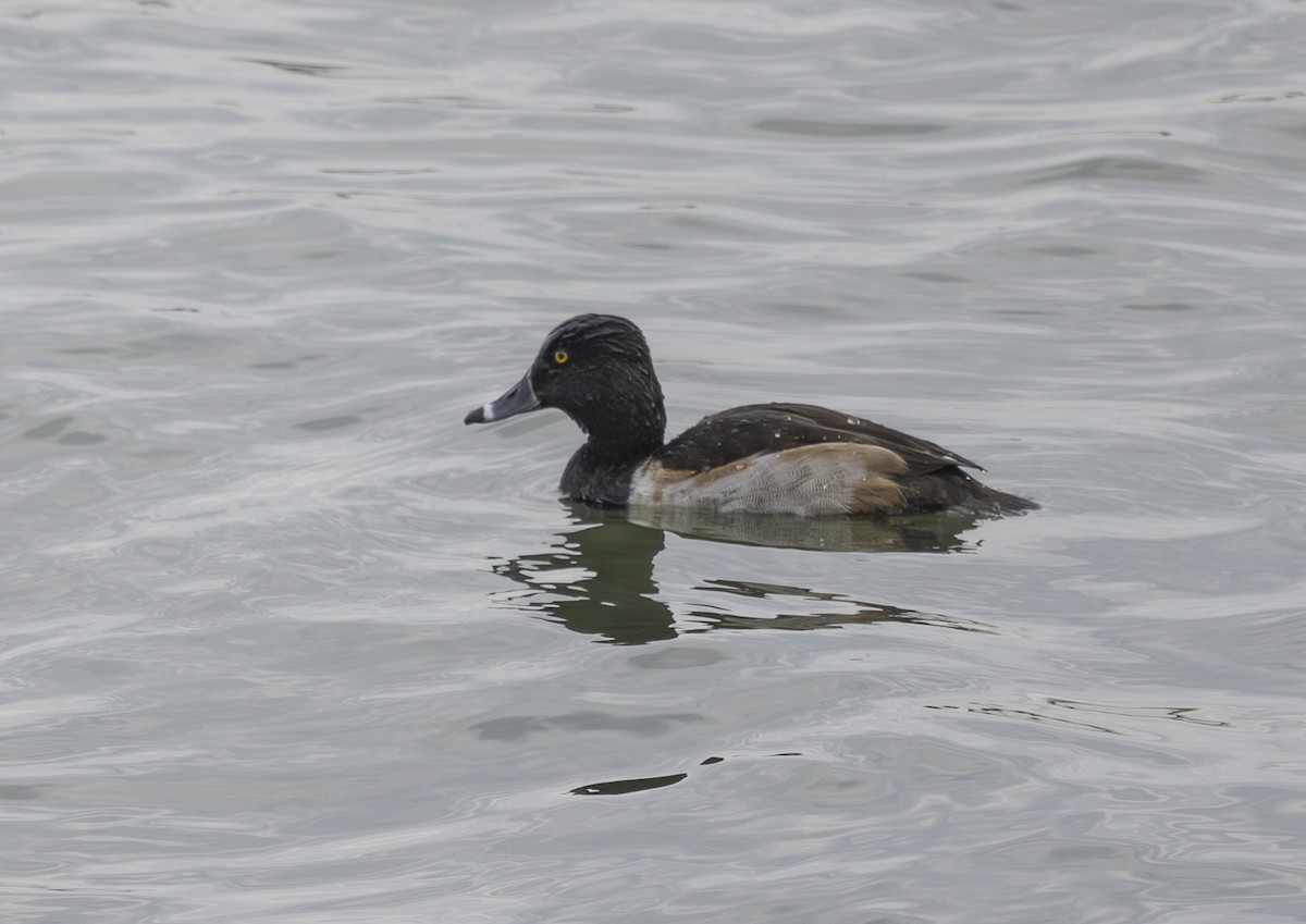Ring-necked Duck - ML645655813