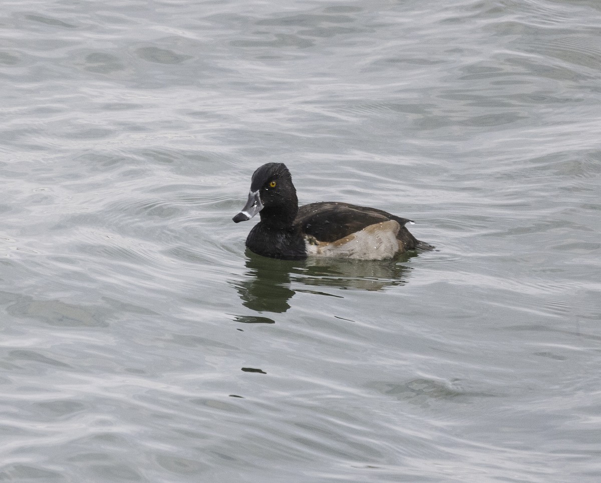 Ring-necked Duck - ML645655814