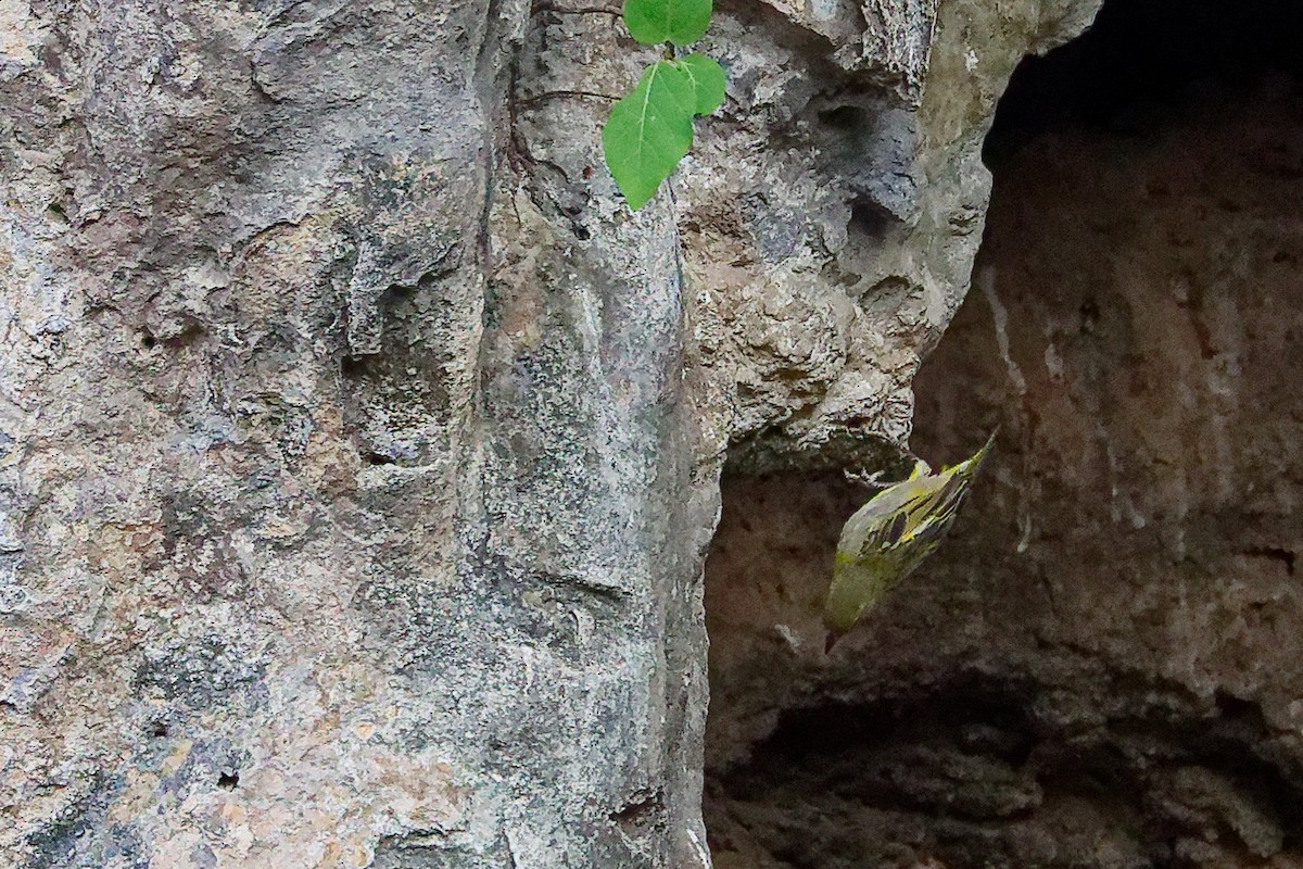 Ткачик рудощокий - ML645655815