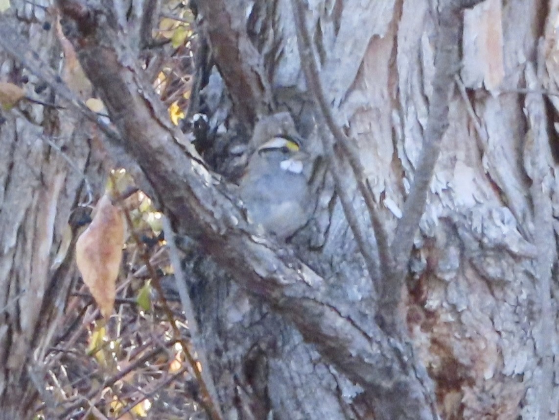 White-throated Sparrow - ML645655817