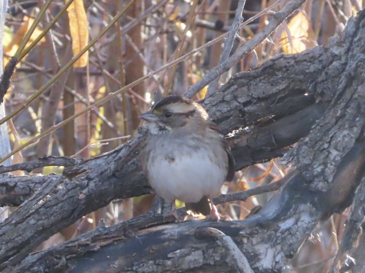 White-throated Sparrow - ML645655818