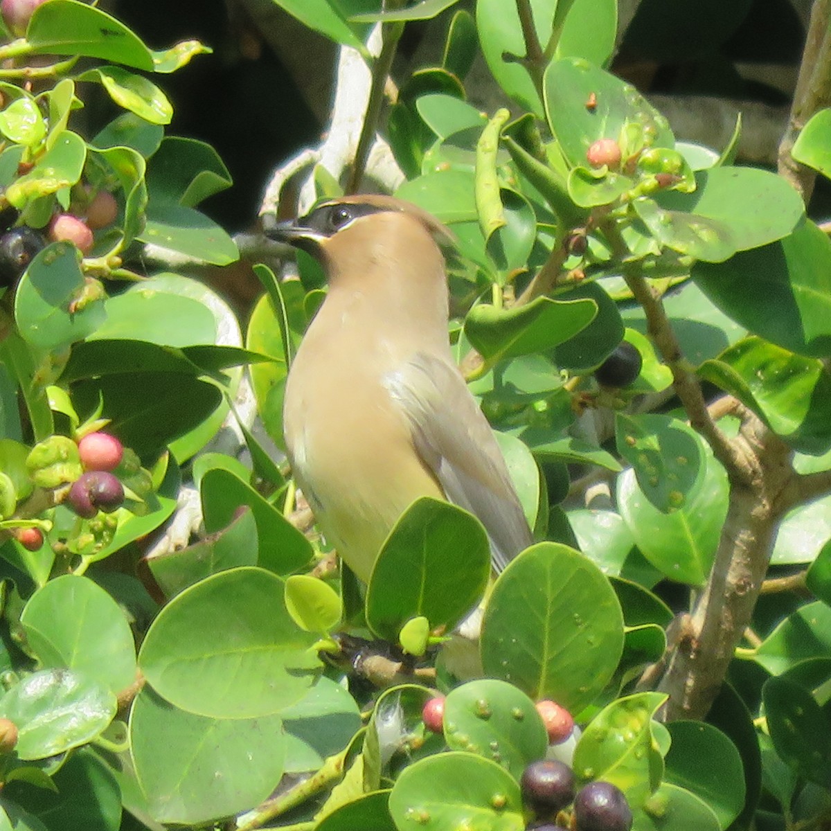 Cedar Waxwing - ML645655819