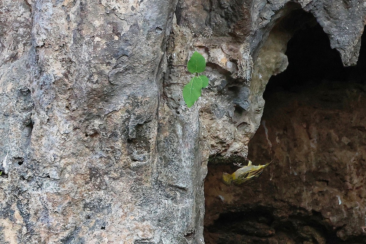 Ткачик рудощокий - ML645655820