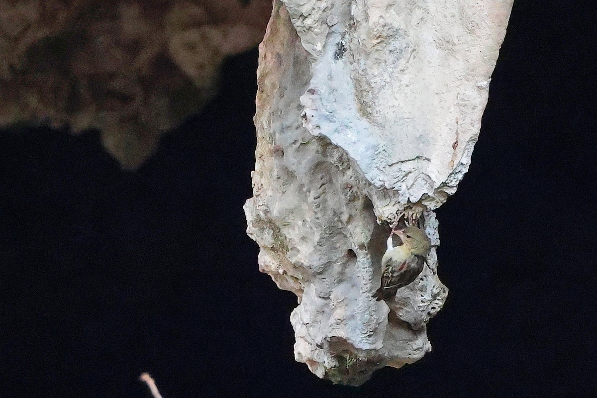 Ткачик рудощокий - ML645655822