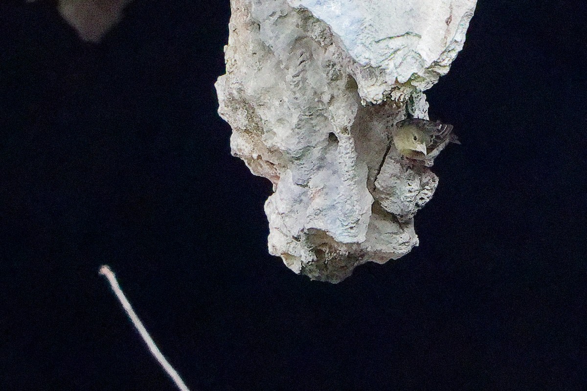 Ткачик рудощокий - ML645655826