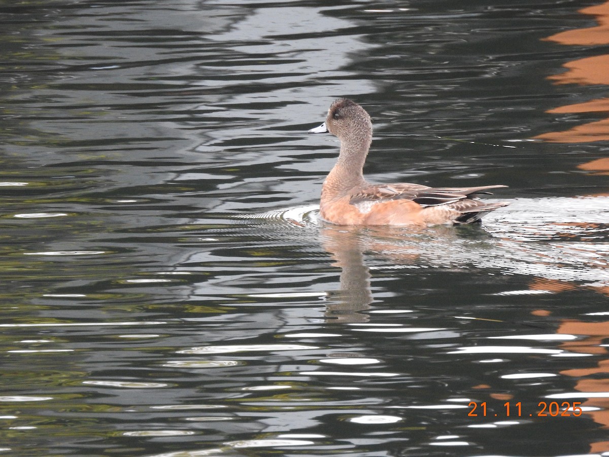 American Wigeon - ML645655827