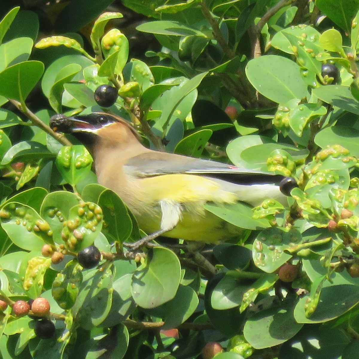 Cedar Waxwing - ML645655829