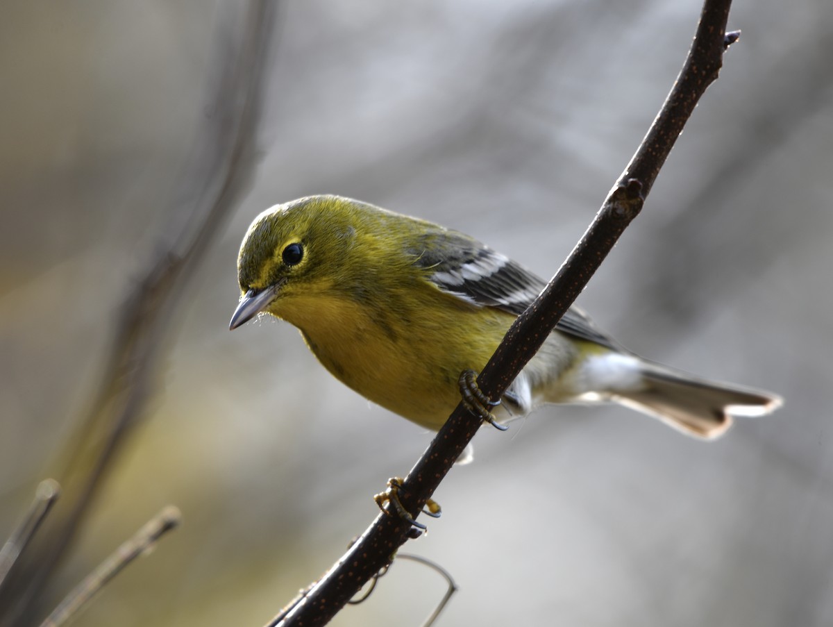 Pine Warbler - ML645655834