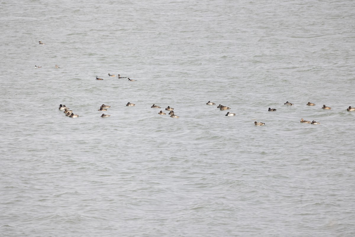Greater/Lesser Scaup - ML645655836