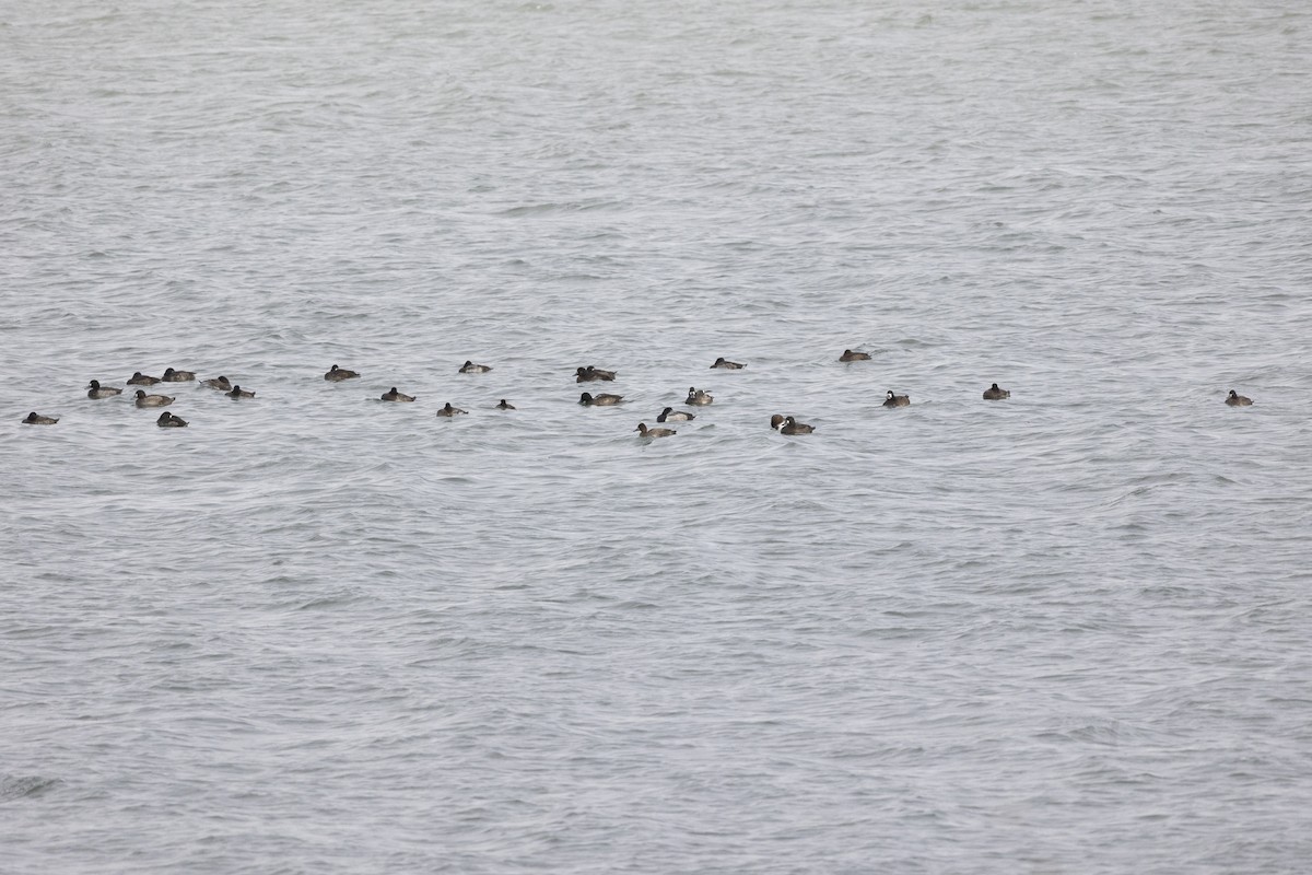 Greater/Lesser Scaup - ML645655838