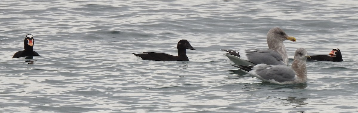 Surf Scoter - ML645655842