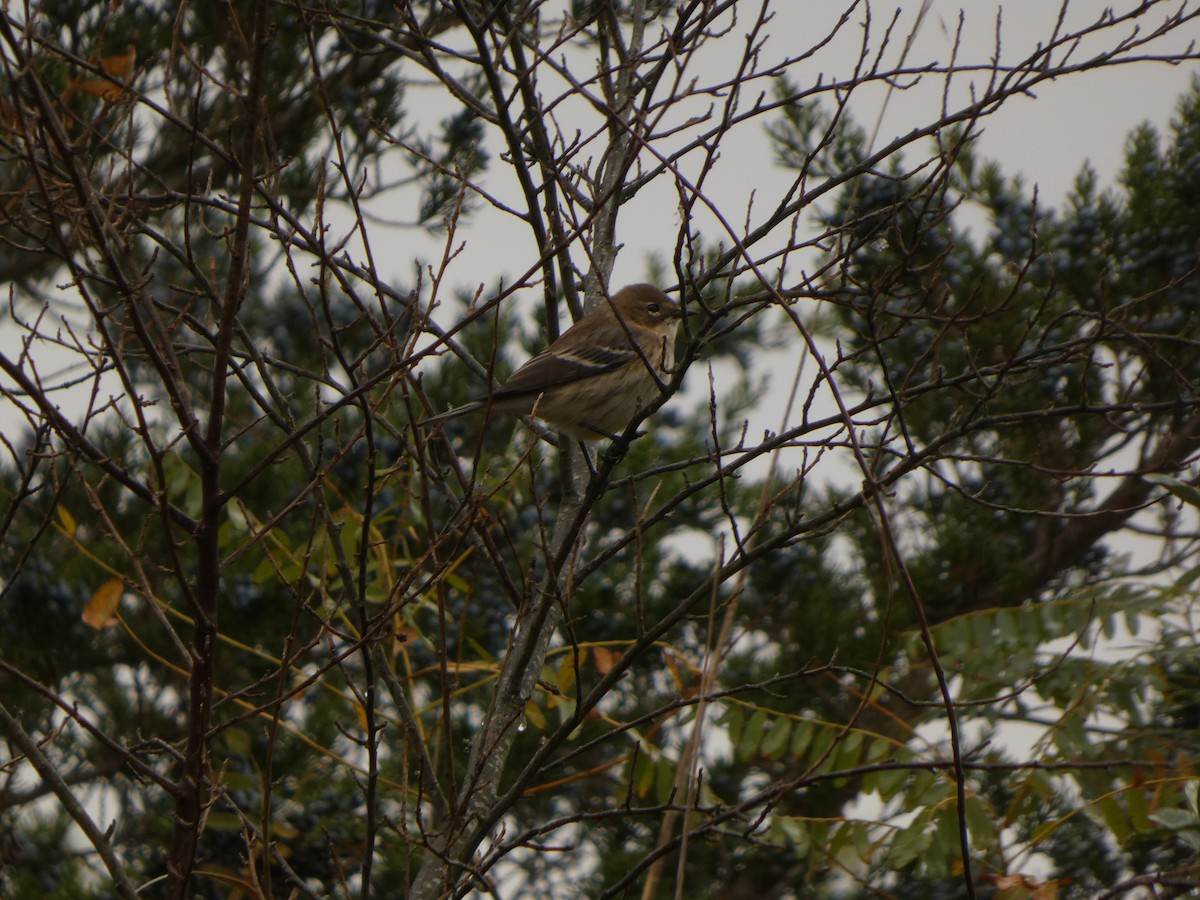 Yellow-rumped Warbler - ML645655846