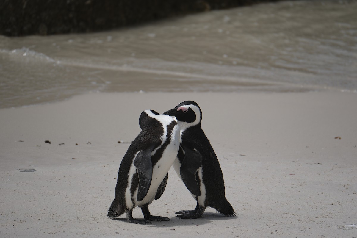 Pingüino de El Cabo - ML645655854