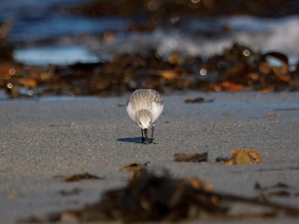 Correlimos Tridáctilo - ML645655856
