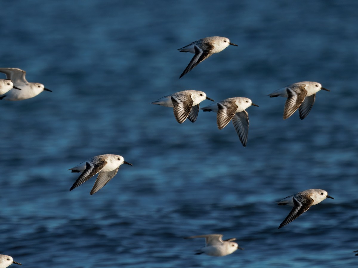 Correlimos Tridáctilo - ML645655857