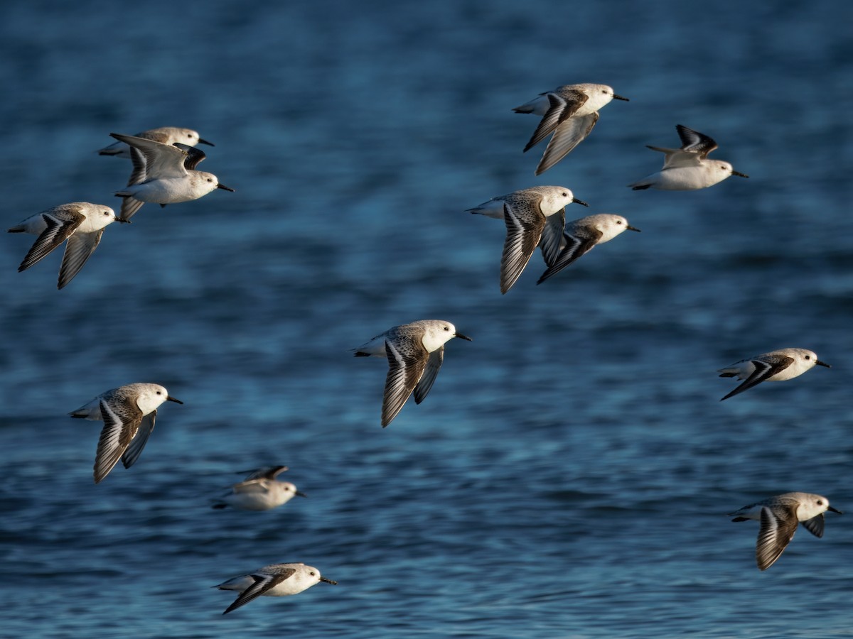 Correlimos Tridáctilo - ML645655858