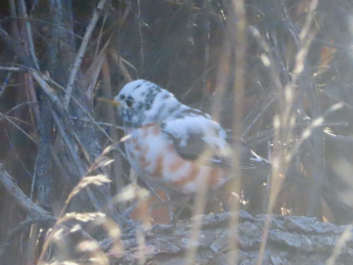 Zorzal Americano - ML645655860