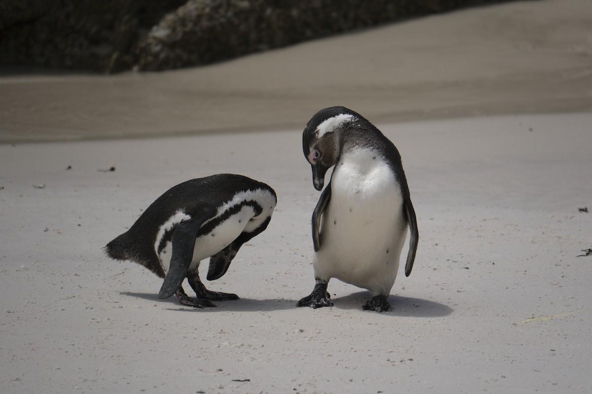 Pingüino de El Cabo - ML645655861