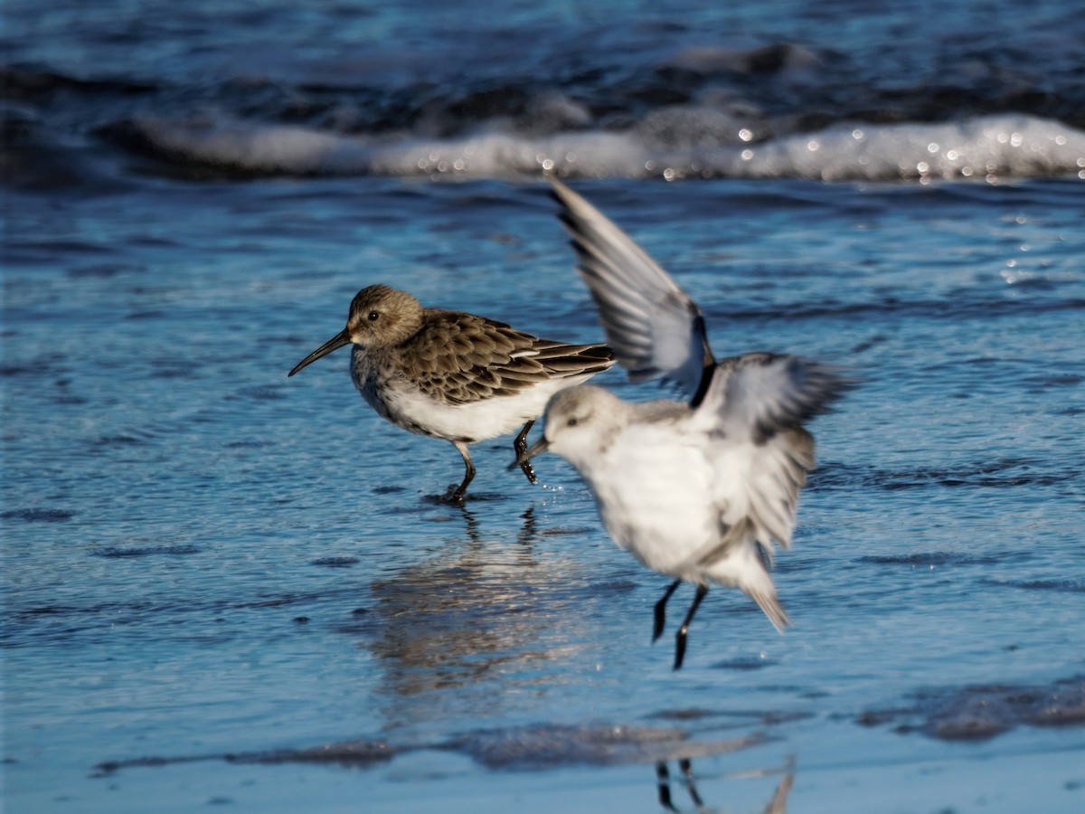 Correlimos Común - ML645655870