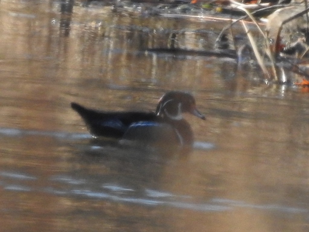 Wood Duck - ML645655879