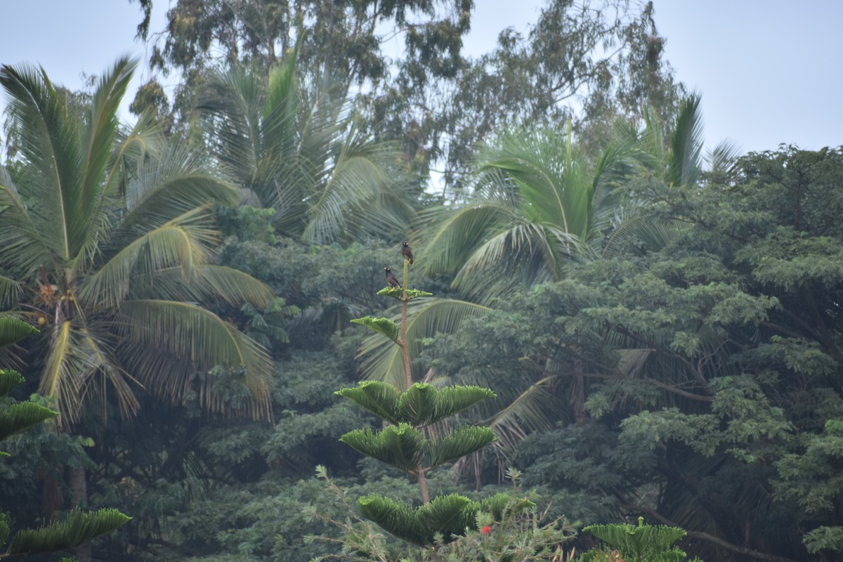 Miná Común - ML645655881