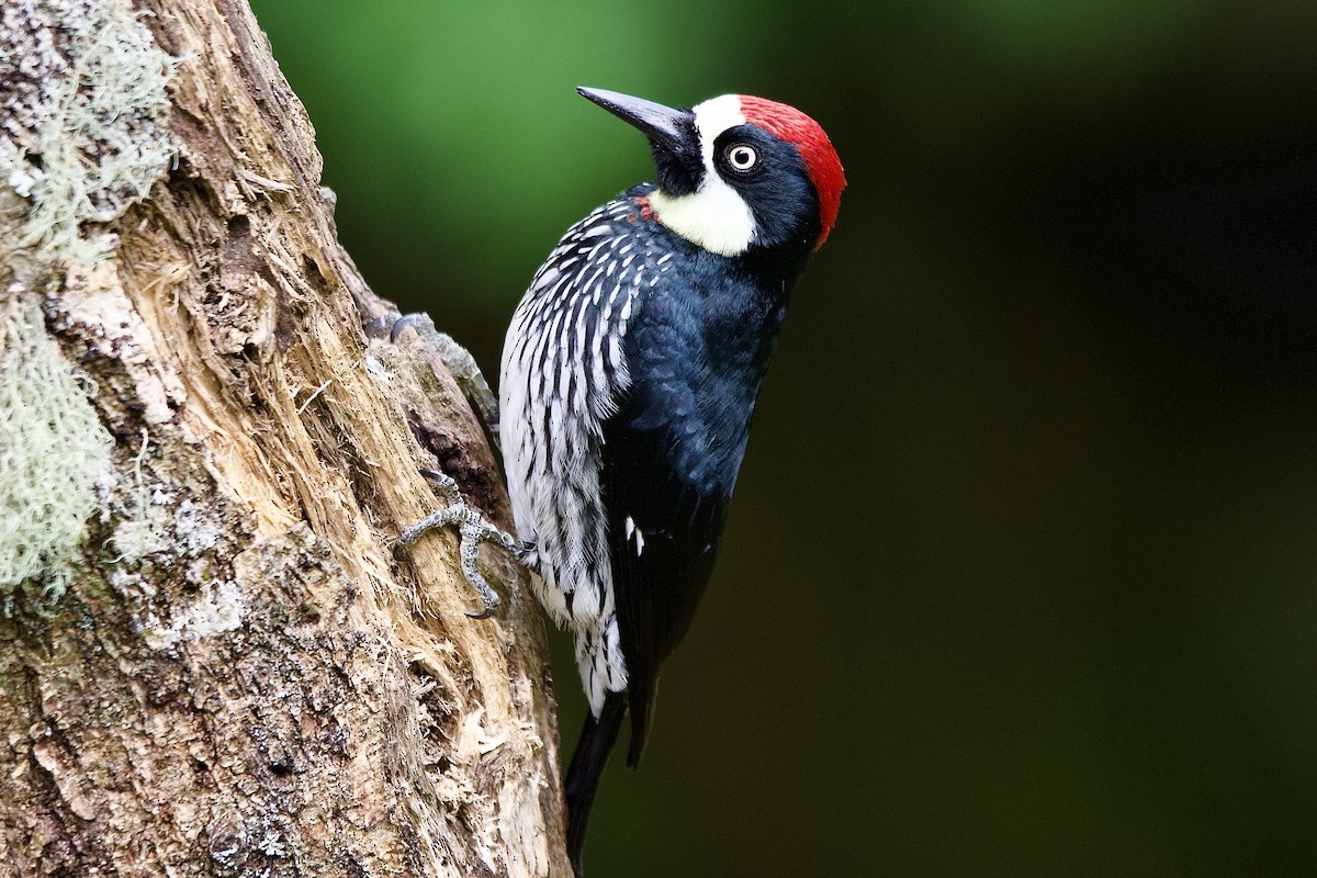 Acorn Woodpecker - ML645655883