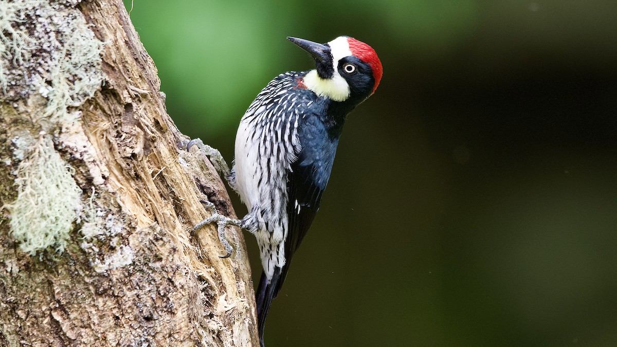 Acorn Woodpecker - ML645655884
