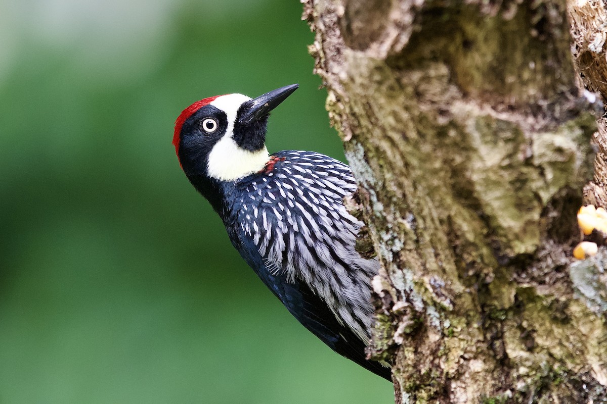 Acorn Woodpecker - ML645655885