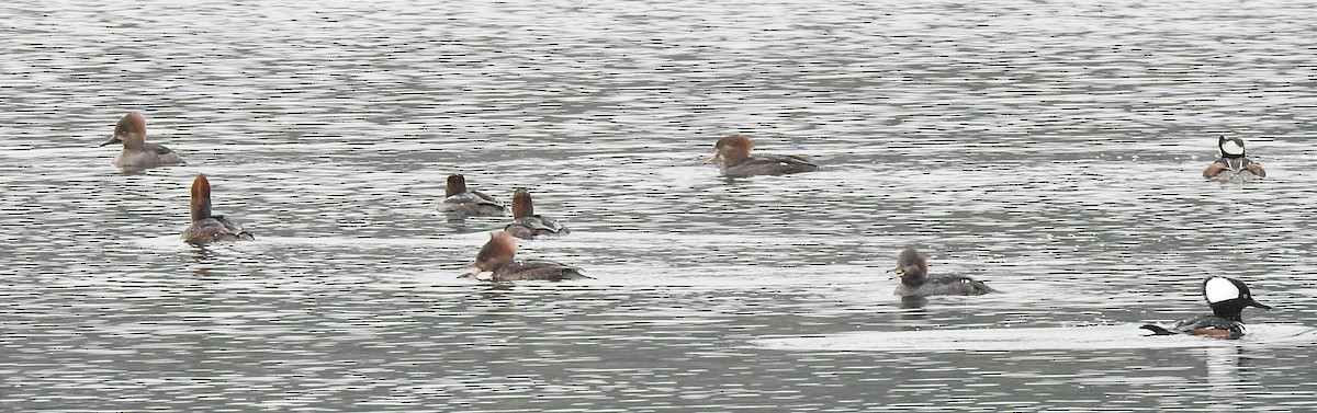 Serreta Capuchona - ML645655886