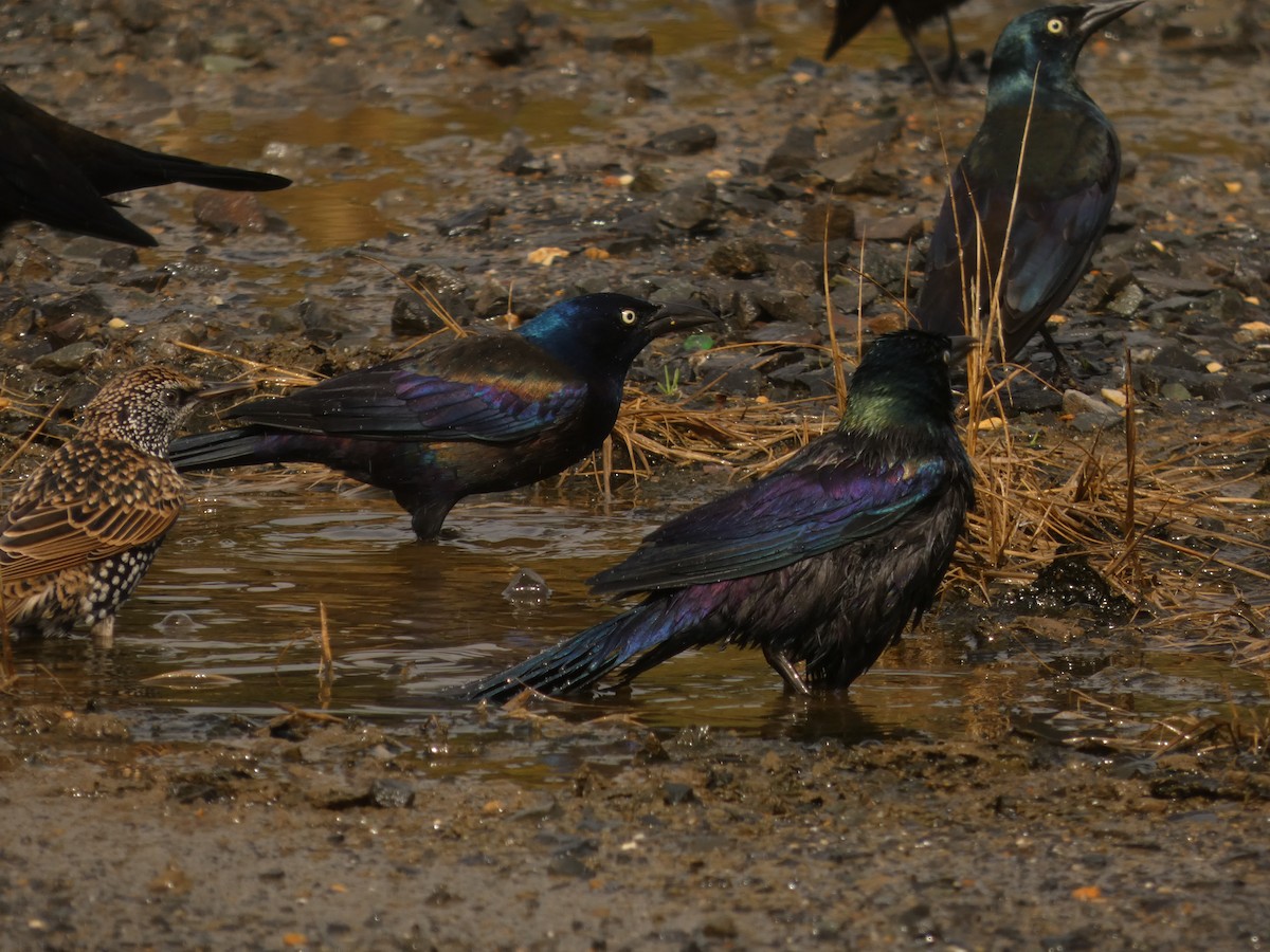 Zanate Marismeño - ML645655888