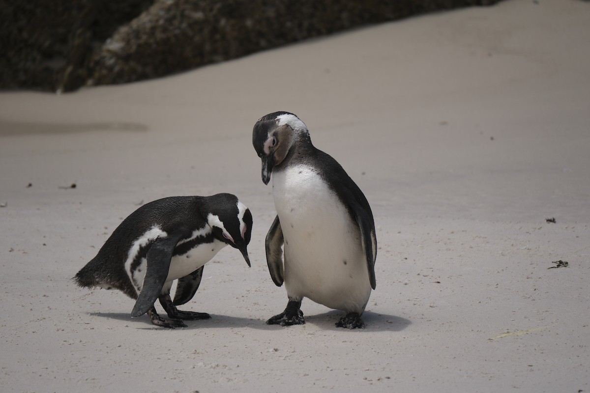 Pingüino de El Cabo - ML645655889