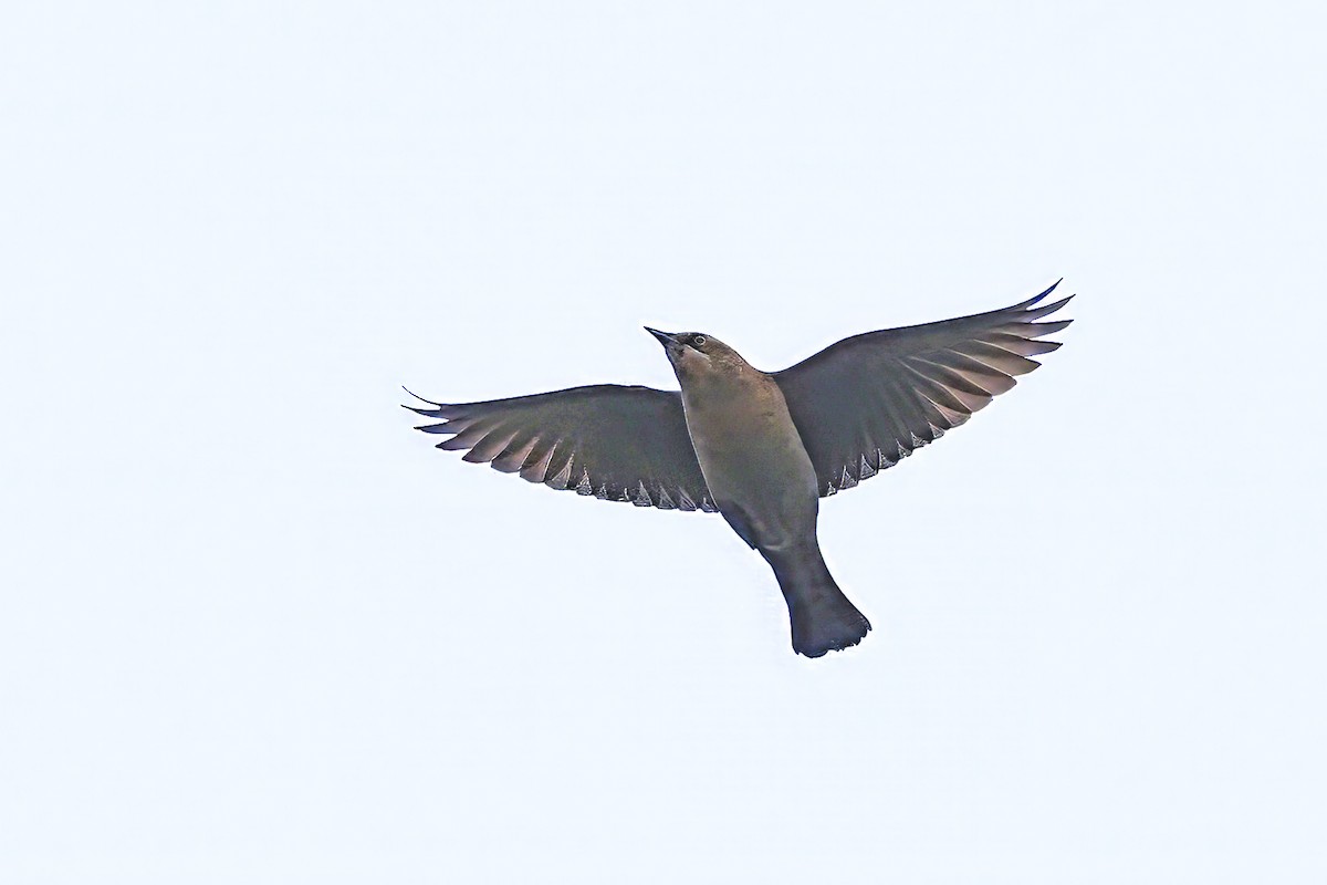 Zanate Canadiense - ML645655890