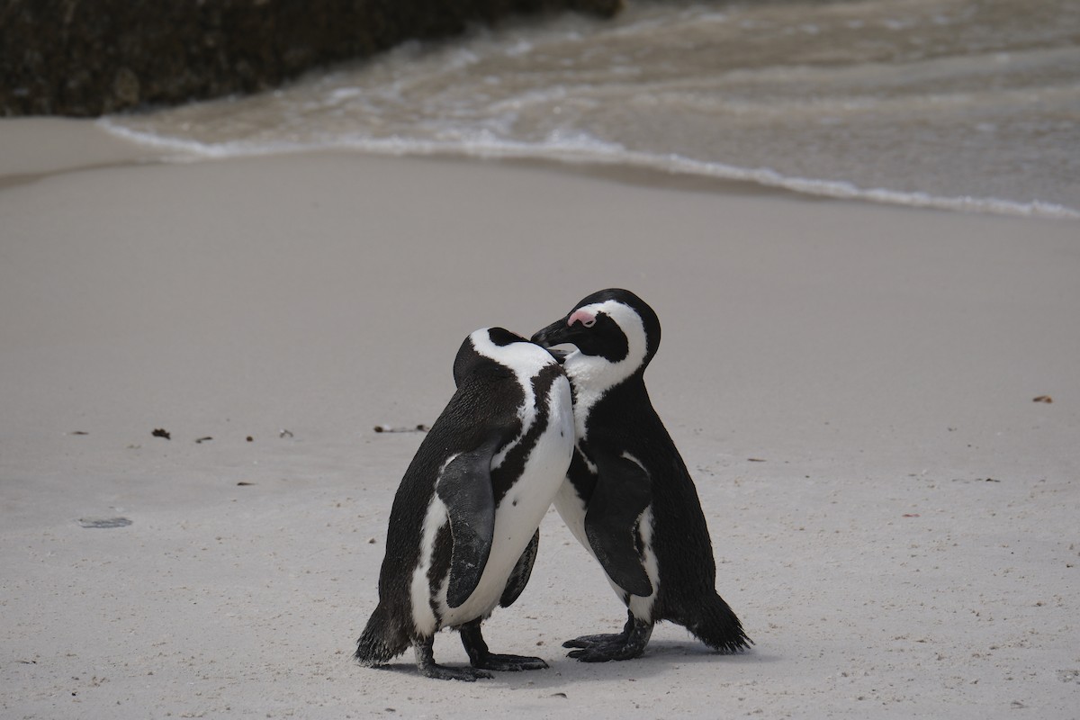 Pingüino de El Cabo - ML645655891