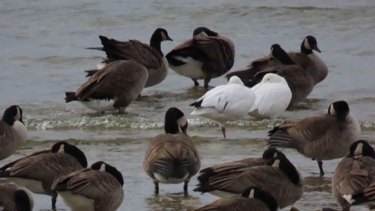 Ánsar Nival - ML645655892