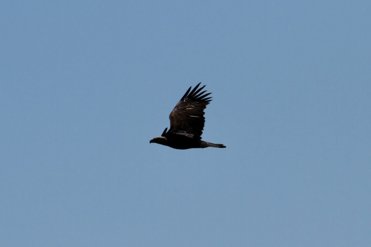 Águila Imperial Oriental - ML645655895