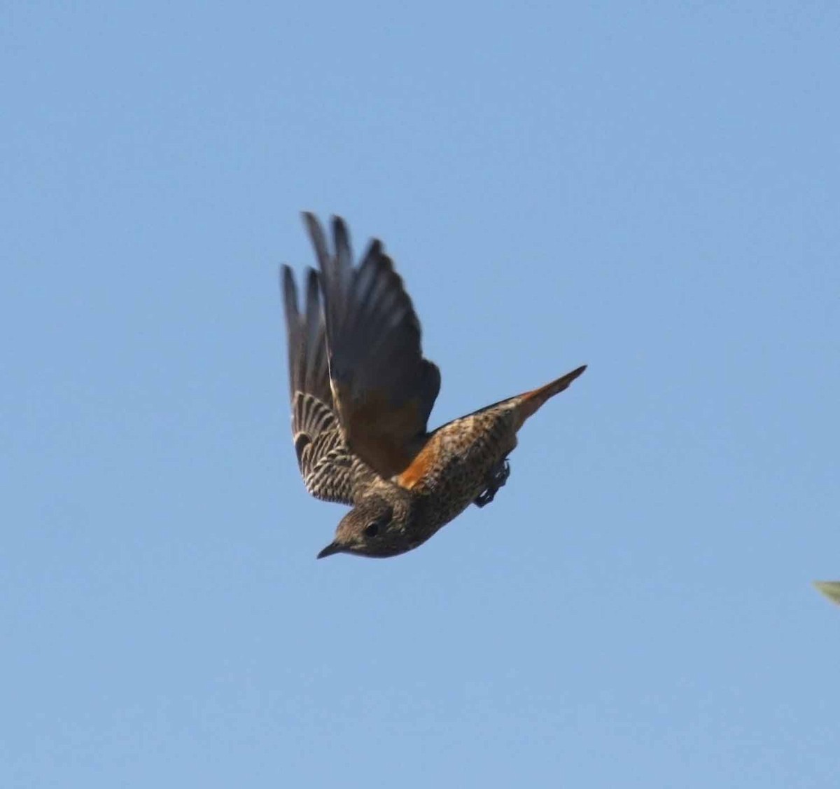 Roquero Rojo - ML645655897