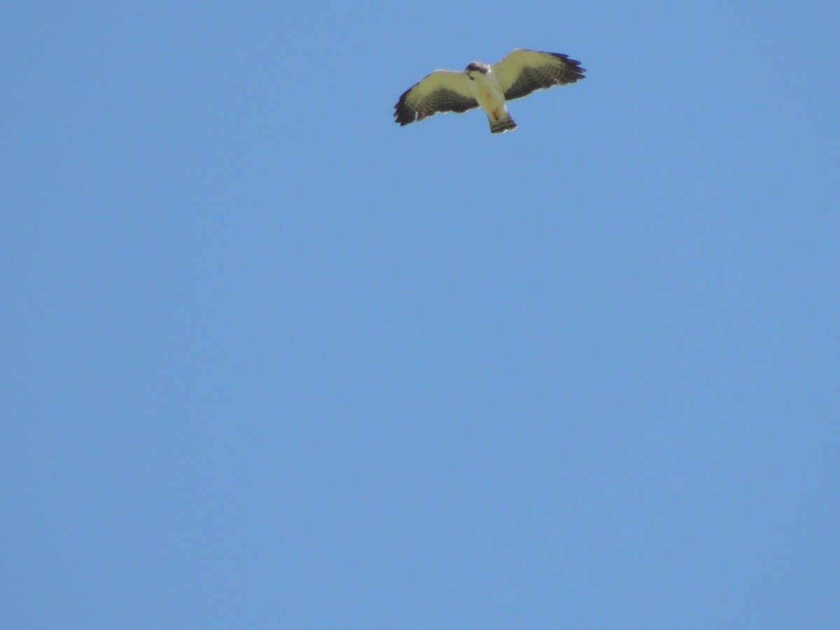 Busardo Colicorto - ML645655900