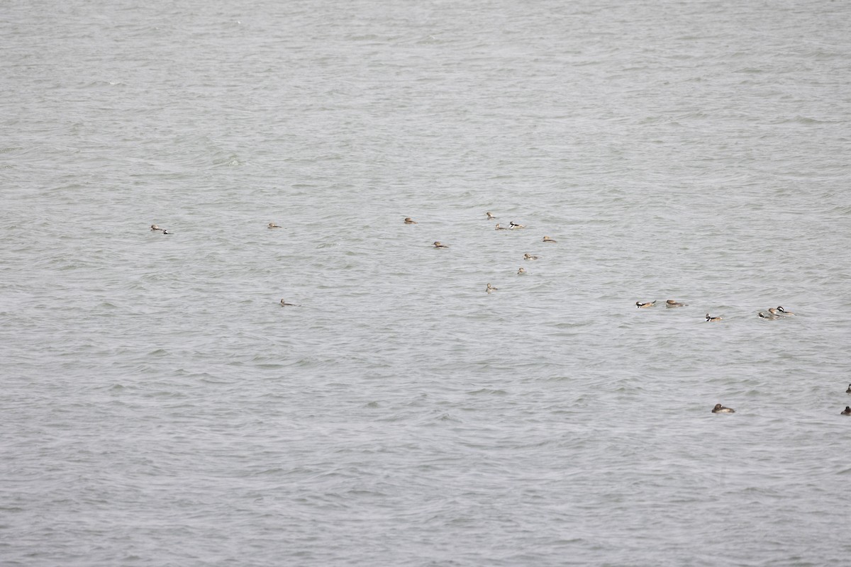 Serreta Capuchona - ML645655901