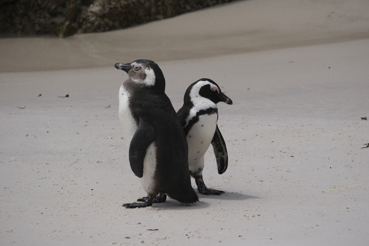 Pingüino de El Cabo - ML645655915