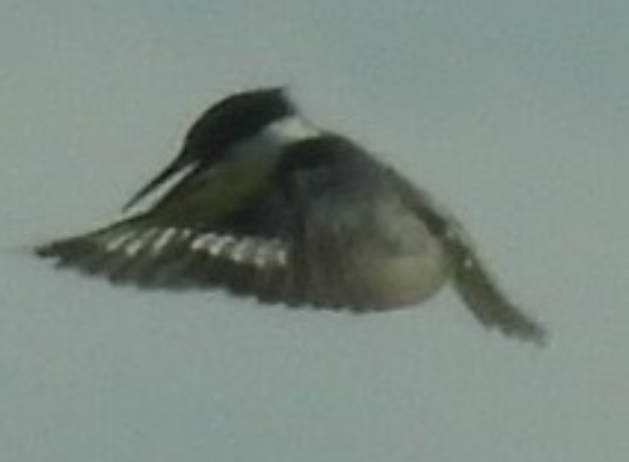 Martín Gigante Norteamericano - ML645655916