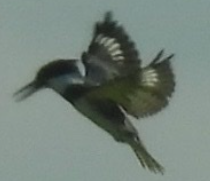 Martín Gigante Norteamericano - ML645655917