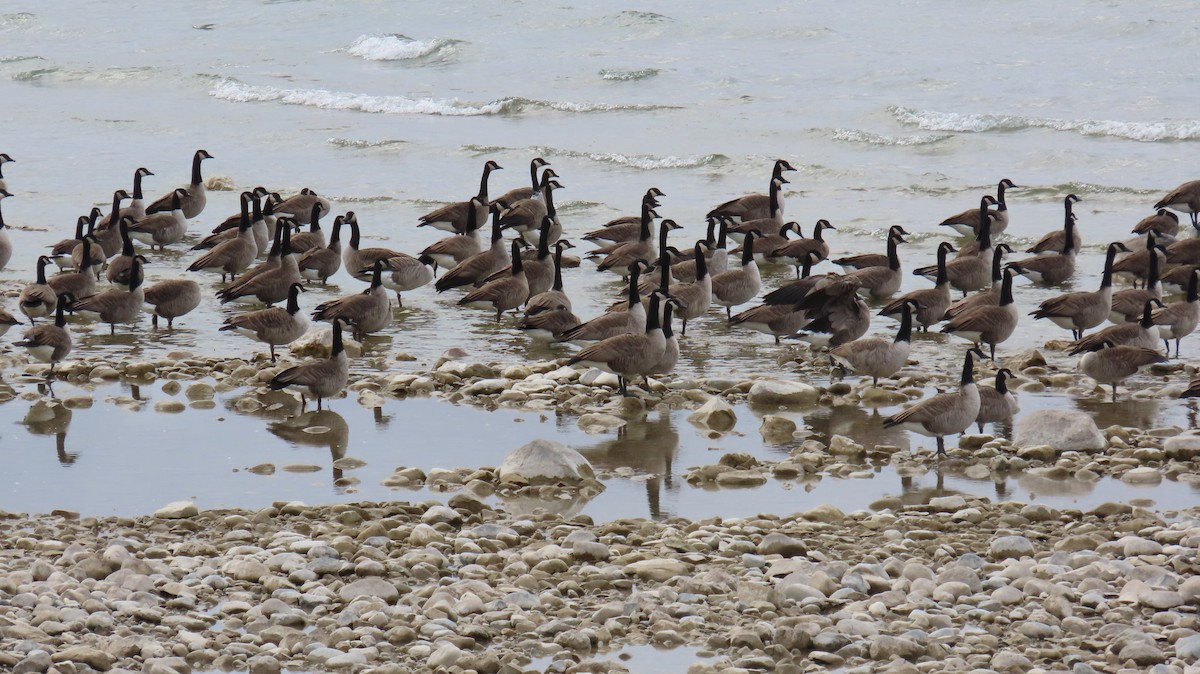 Canada Goose - ML645655918