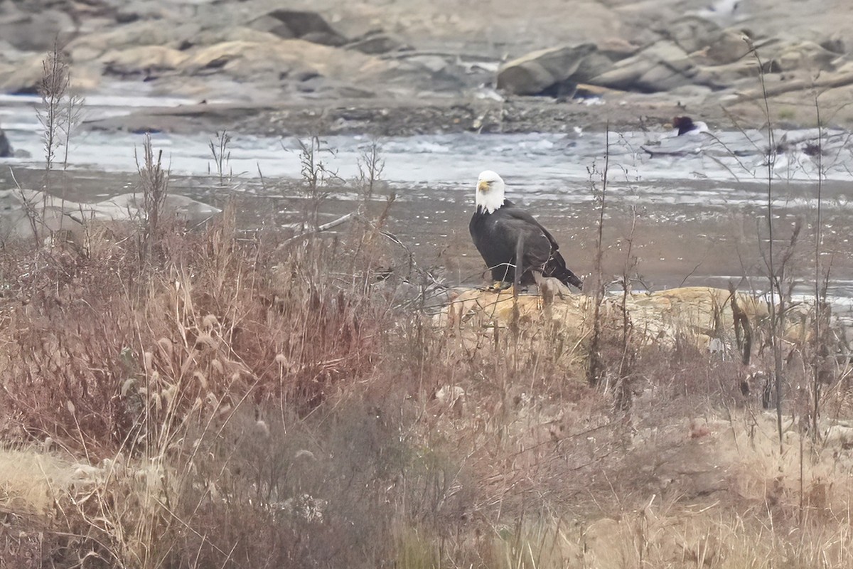 Pigargo Americano - ML645655919