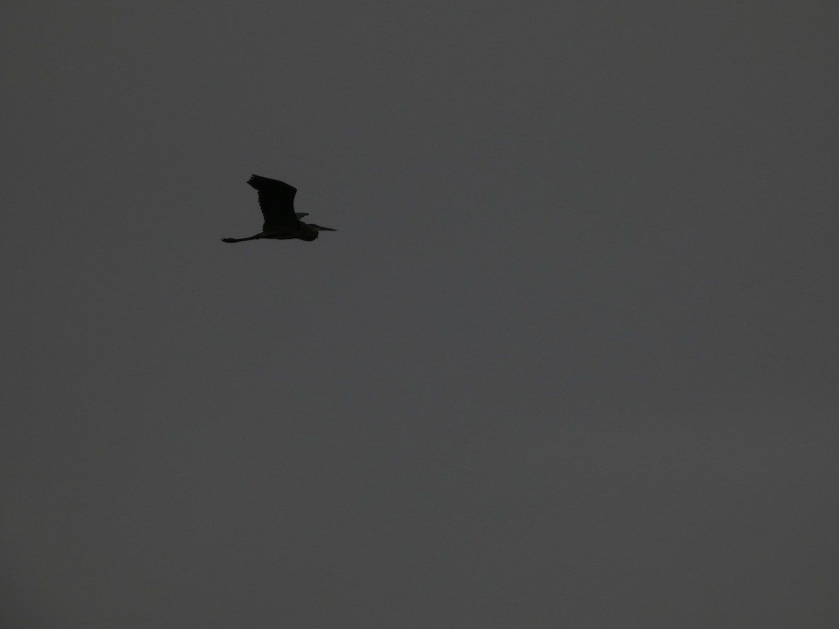 Garza Azulada - ML645655920