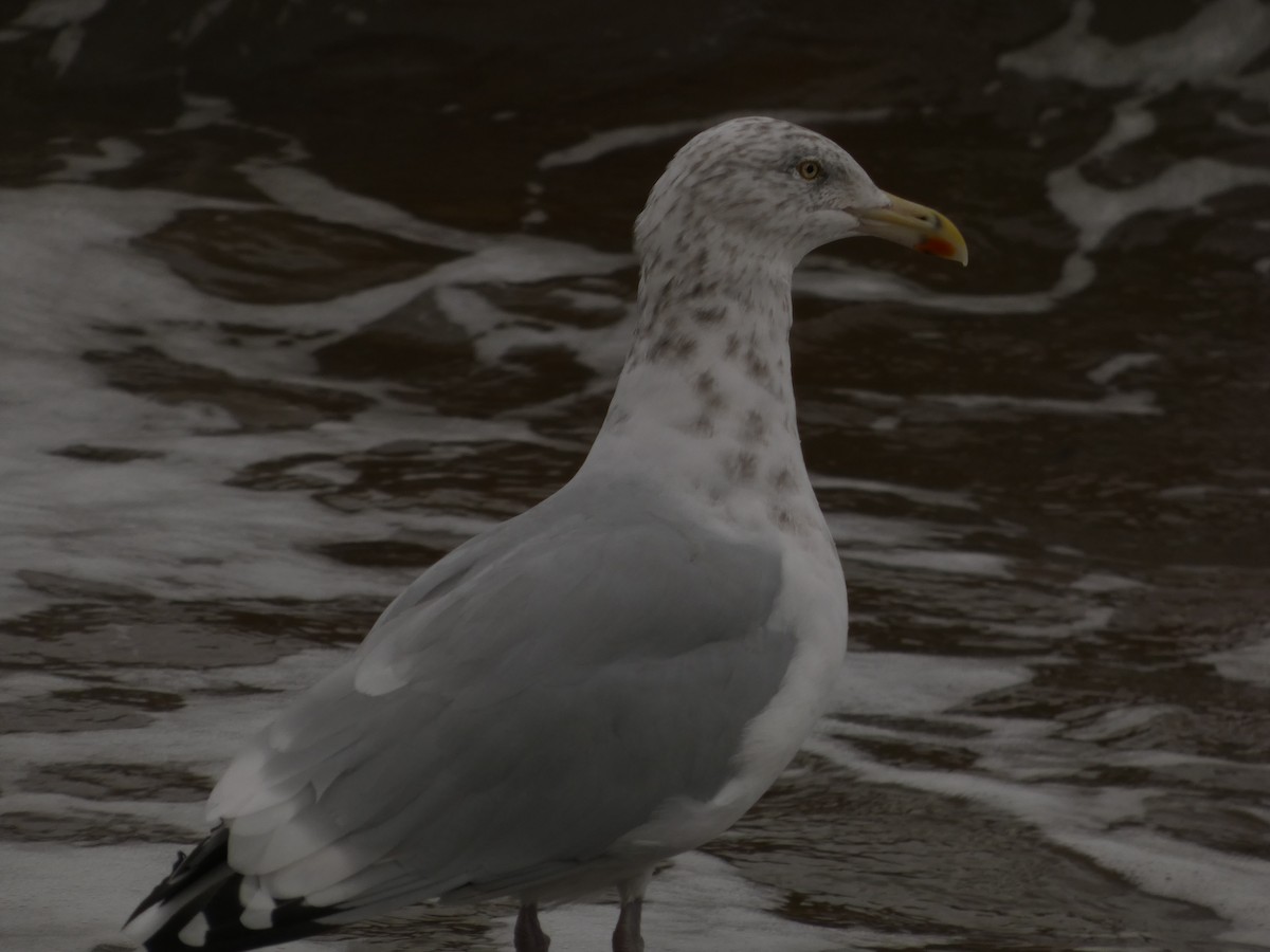 Gaviota Argéntea Americana - ML645655921
