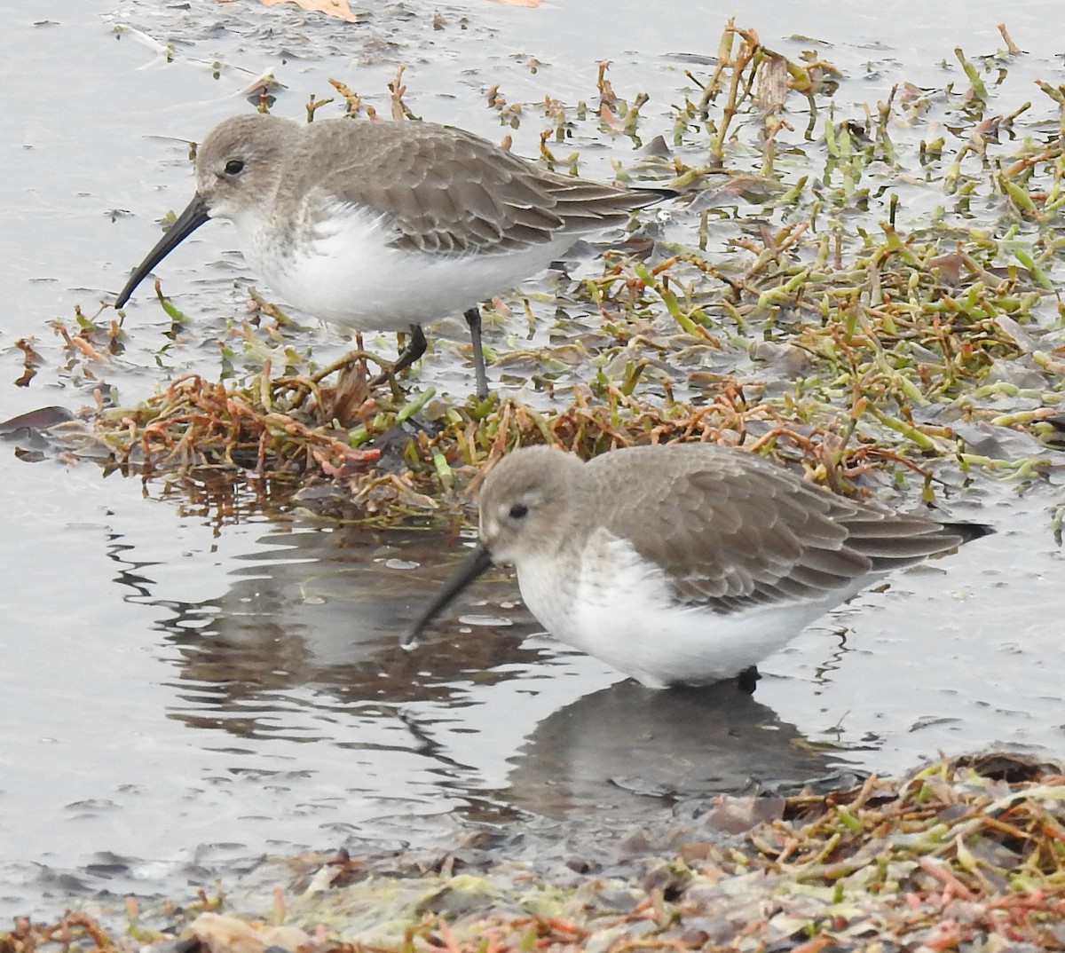 Dunlin - ML645655922